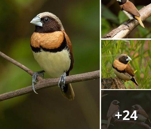 Unveil the Delicate Beauty of the Chestnut-Breasted Mannikin: A Stunning Bird with Subtle Brown Tones and a Dazzling Golden-Orange