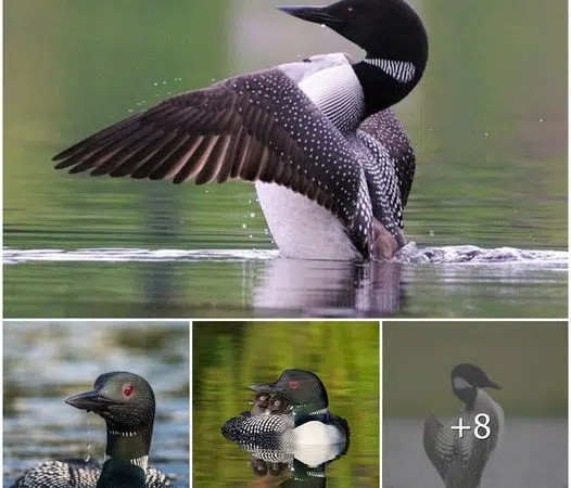 Common Loon: The Iconic Bird of the Northern Lakes