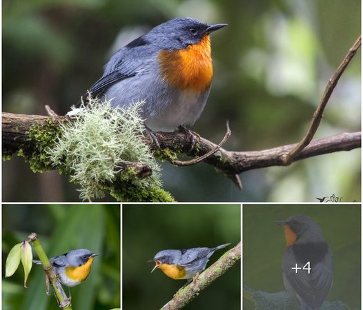 The Flame-Throated Warbler: A Vibrant Avian Marvel