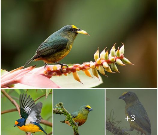 Gould’s Euphonia: A Symphony of Colors and Melodies in the South American Wilderness