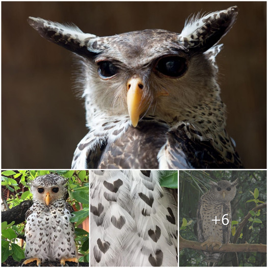 The Enigmatic Sri Lankan Devil Bird: A Forest-Inhabiting Marvel with ...