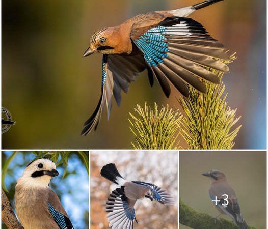 The Eurasian Jay: Discovering the Colorful and Intelligent Bird Spanning Europe and Asia