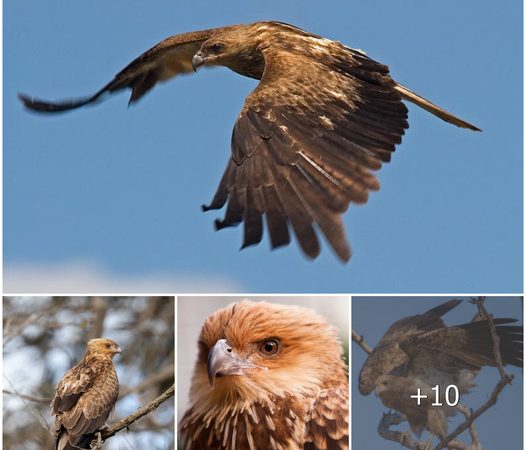 The Whistling Kite: Majesty and Mastery of the Skies