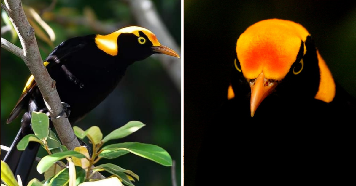 The Allure of the Regent Bowerbird: A Masterpiece of Nature's Palette ...