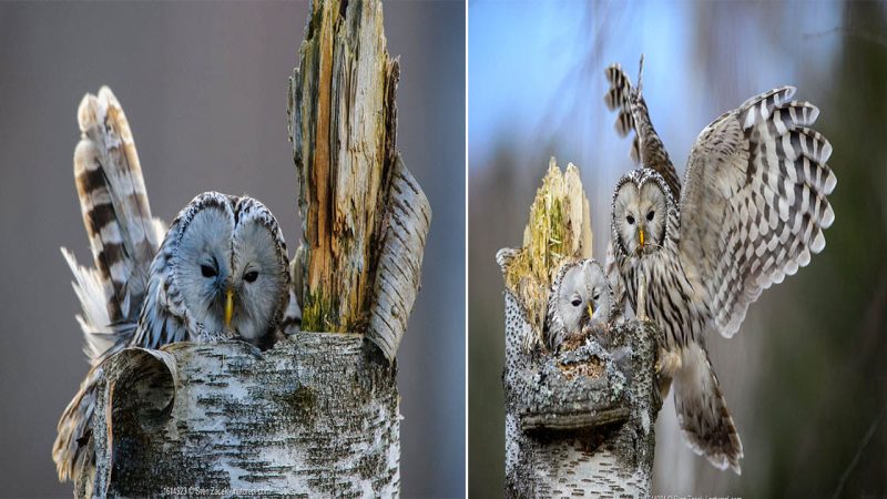 The Laughter of the Forest: Unveiling the Ural Owl’s Enigmatic Chuckle