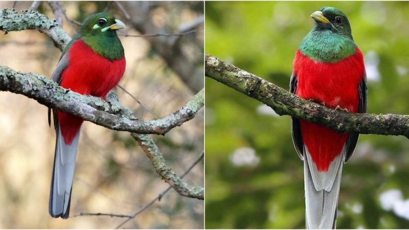 Prismatic Beauty: Exploring the Multicolored Feathers of the Narina Trogon