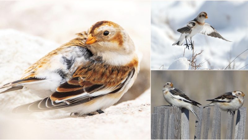 The Resilient Snow Bunting: A Melodic Icon of the Arctic