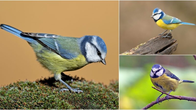 The Enchanting Eurasian Blue Tit: A Delightful Garden Companion