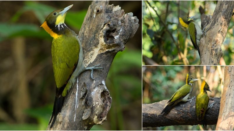 Encountering the Splendid Greater Yellownape: A Nature’s Maestro That Will Leave You Enchanted!