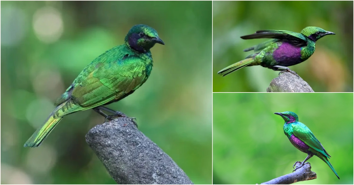 Behold the Dazzling Beauty of the Emerald Starling: A Jewel in the ...