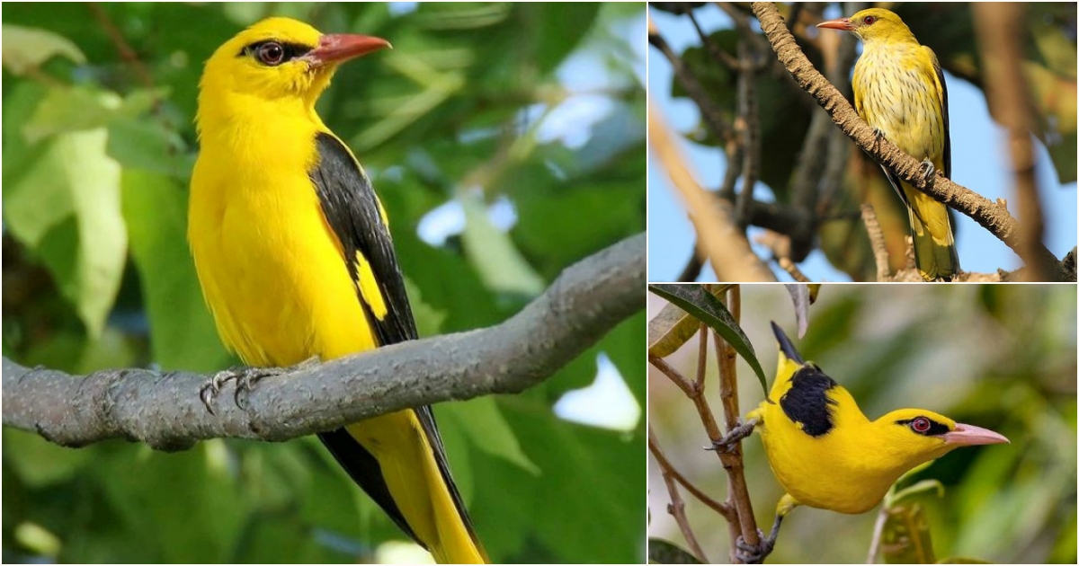 Introducing the Indian Golden Oriole, A Dazzlingly Yellow Bird With A ...