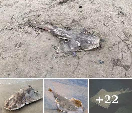 Rare Angel Shark Discovery Baffles Beachgoers on British Coast