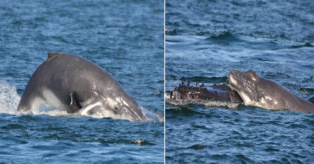 Heroic Dolphins Defend Humpback Mother and Calf from Aggressive Male Whales