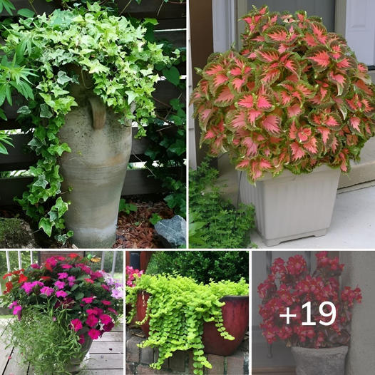 19 Best Outdoor Indirect Sunlight Plants for Containers & Shade Gardens