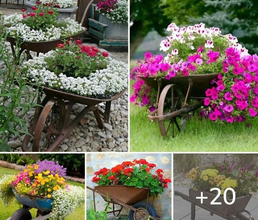 20 Inspiring Ideas: Transforming Old or Broken Wheelbarrows into Stunning Garden Decorations