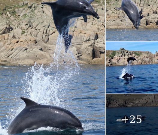 UK’s Only Pod of Bottlenose Dolphins Delights Tourists off Cornwall Coast During Heatwave