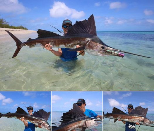 Chasing Dreams on the High Seas: Conquering Topwater Sailfish