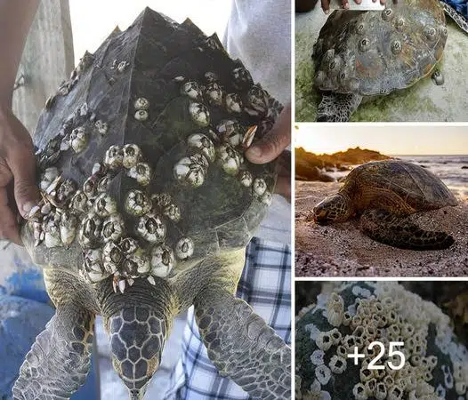 A Man’s Mission to Save Local Sea Turtles from Their Plight