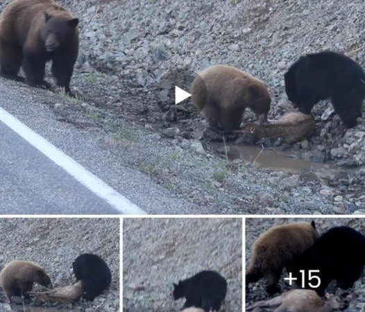 Nature’s Unfiltered Reality: Yellowstone Bear Protects Cubs While Feeding on Elk Calf