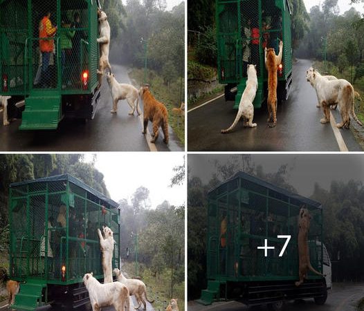 Adventurous Tourists Survive Surprising Lion Encounter in Chongqing, China