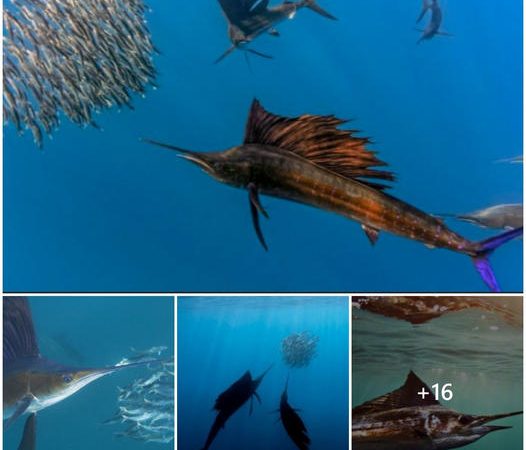 The Ocean’s Fastest Fish is a sailfish