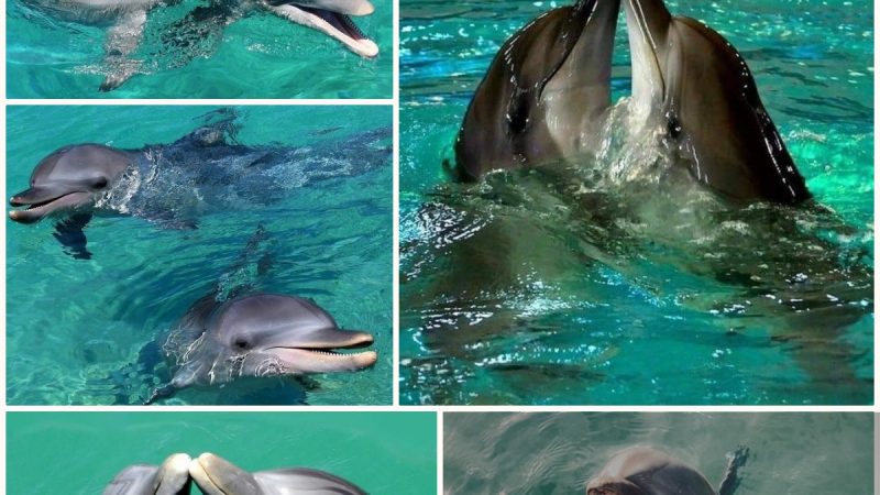 Embracing the Freedom and Charm of Dolphins