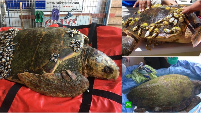 A fisherman’s tearful encounter with a turtle tied by oyster clutches.