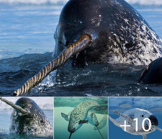 Narwhals’ Unique Sensory Ability Sets Them Apart from All Other Earthly Creatures