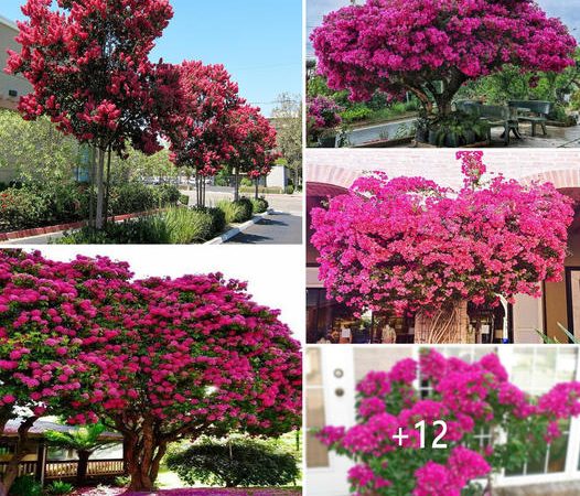 Explore the mysterious kingdom of bougainvillea: Research into the wonders. ‎