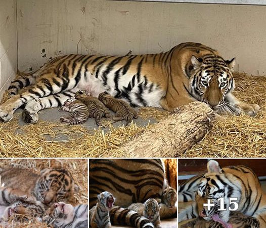 Excitement at Roosevelt Park Zoo as Amur Tiger Zoya Welcomes Triplets