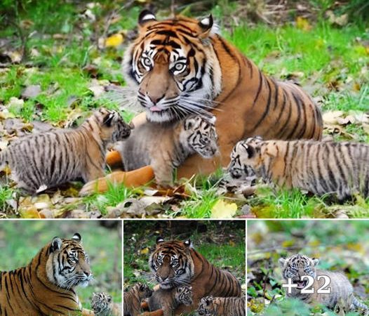 Rare Arrival: Three Sumatran Tiger Cubs Born at Chester Zoo Receive Vaccinations and Check-Up