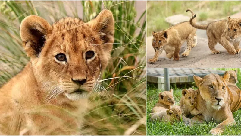 Taronga Zoo Welcomes Rare Arrival of Five Lion Cubs, Marking Historic Moment
