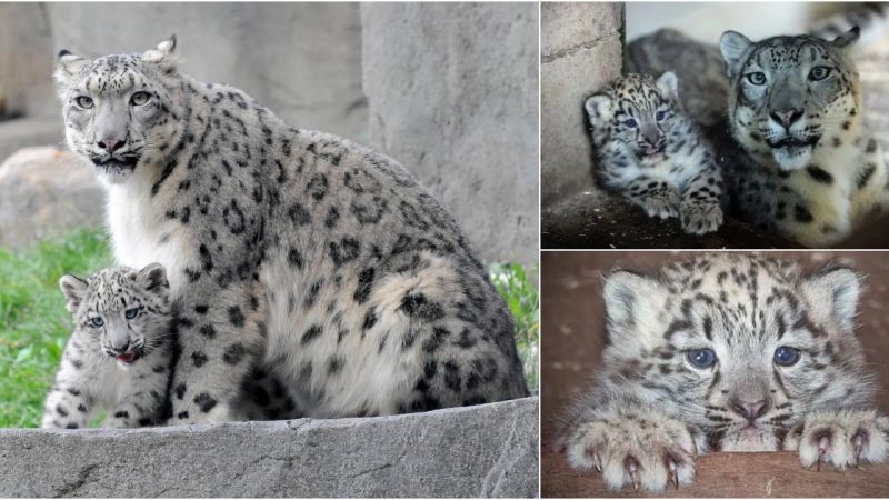 Meet Cub X: Dudley Zoological Gardens Welcomes Rare Snow Leopard Cub