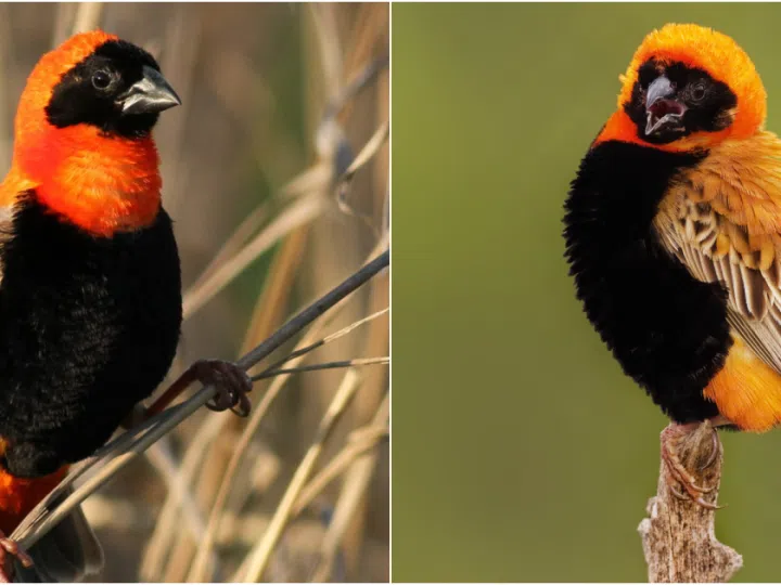 Southern Red Bishop: Nature’s Spectacular Paintbrush Across the African Sky
