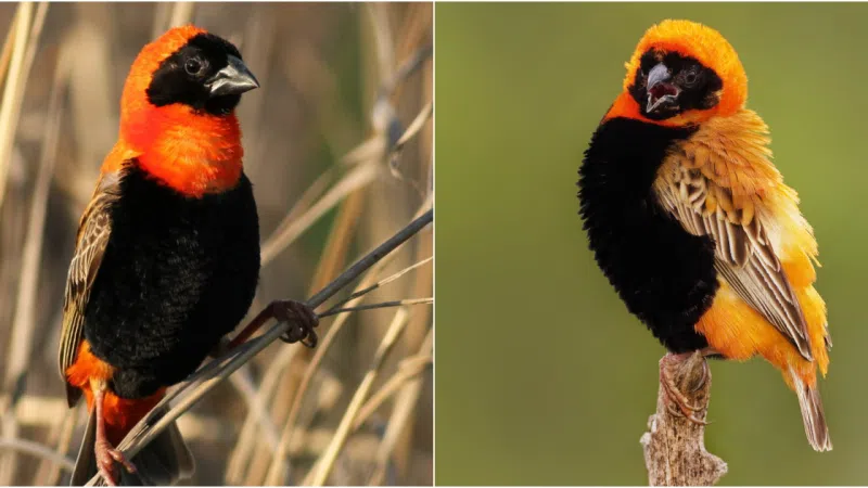 Southern Red Bishop: Nature’s Spectacular Paintbrush Across the African Sky