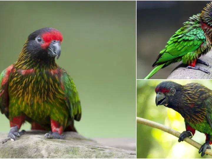 The Chalcopsitta Sintillata Parrot: A Colorful Marvel of the Avian World