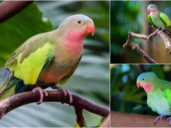 The Enchanting Elegance of the Princess Parrot