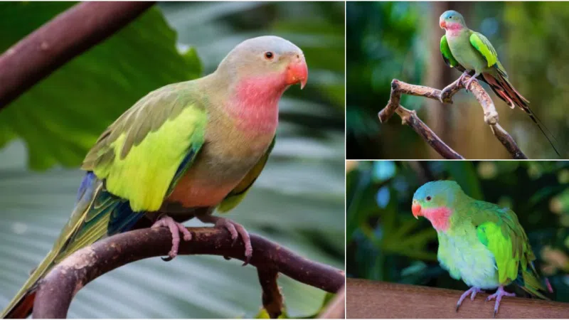 The Enchanting Elegance of the Princess Parrot