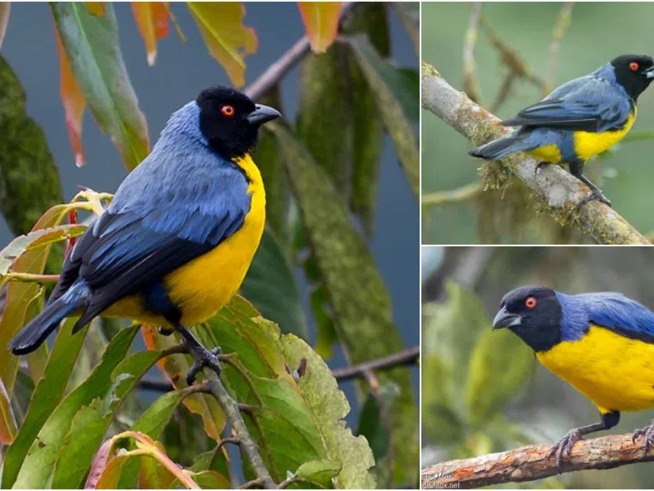 The Mystical Charm of the Hooded Mountain-Tanager: A Kaleidoscope of Colors