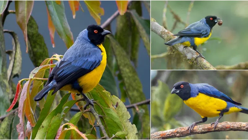 The Mystical Charm of the Hooded Mountain-Tanager: A Kaleidoscope of Colors