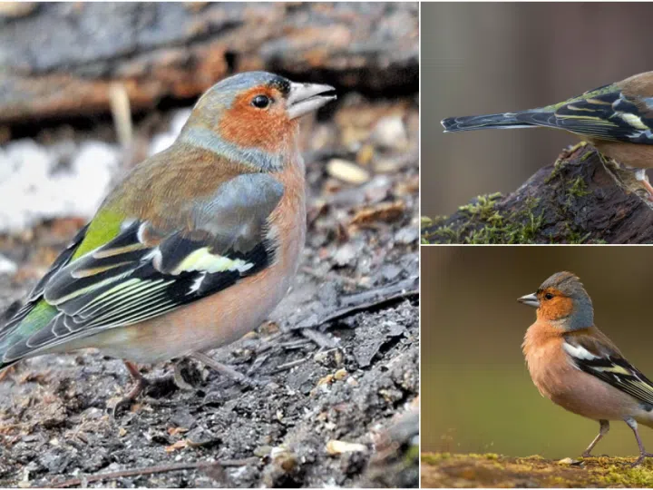 Revealing the Splendor of the Chaffinch: Delving into the Allure of this Fascinating Songster