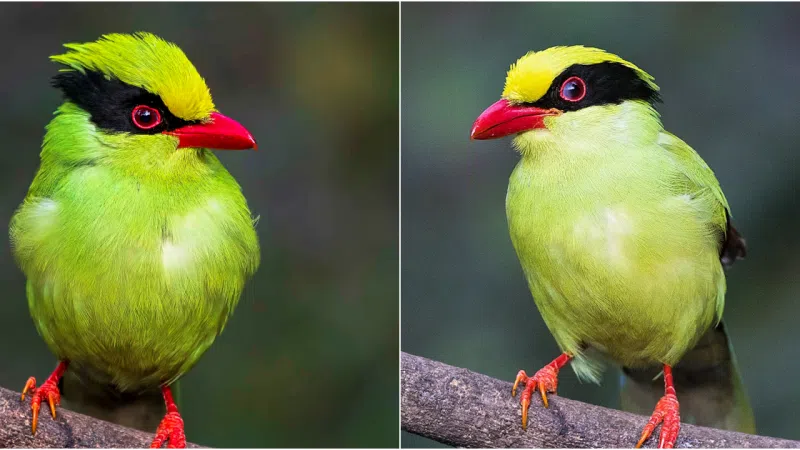 Unveiling the Mystique of the Green Magpie: A Symphony of Nature’s Delight