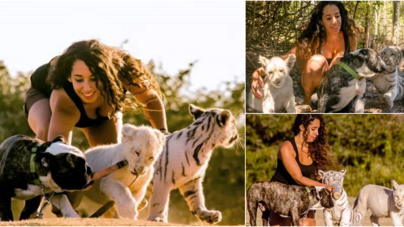 Unlikely Family: Bulldog Adopts Lion and Tiger Cubs in Heartwarming Bond