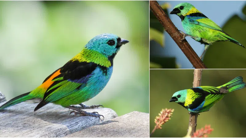 The Enigmatic Beauty of the Green-Headed Tanager: A Jewel of the Forest Canopy