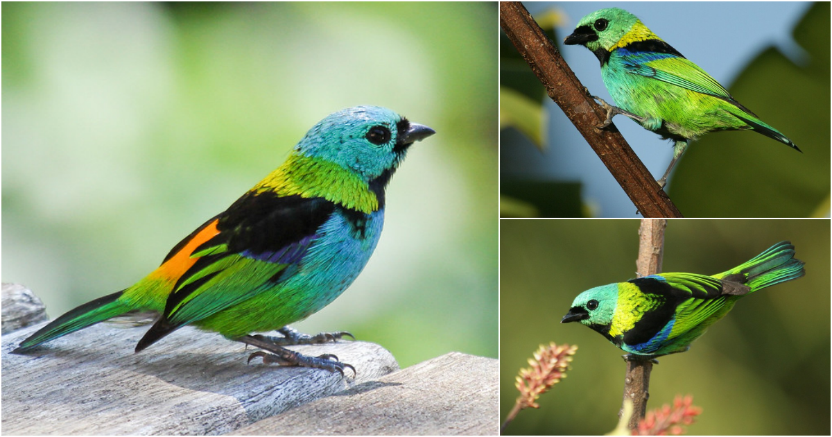 The Enigmatic Beauty of the Green-Headed Tanager: A Jewel of the Forest ...