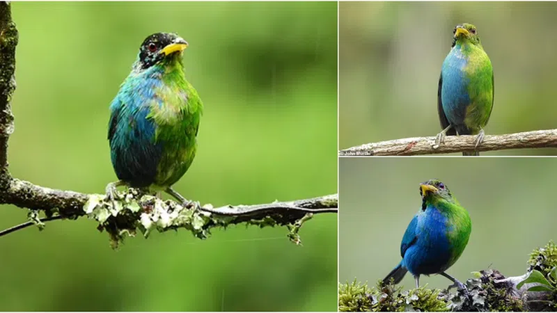 Peck of the Bunch: Rare Mutant Bird with Dual Sexes Spotted in Colombia
