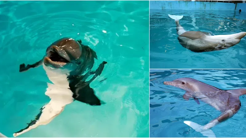 Remembering Winter: The Inspirational Tale of a Prosthetic-Tailed Dolphin