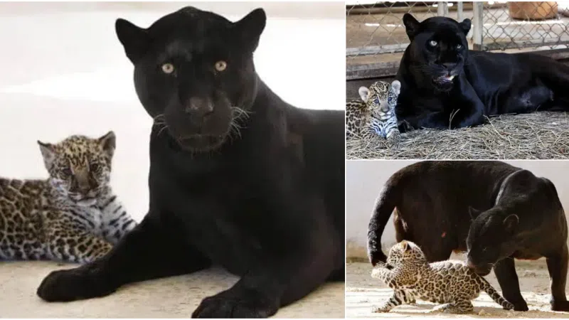 Precious Moments: Jaguar Cub and Mother Lolo’s Nurturing Relationship