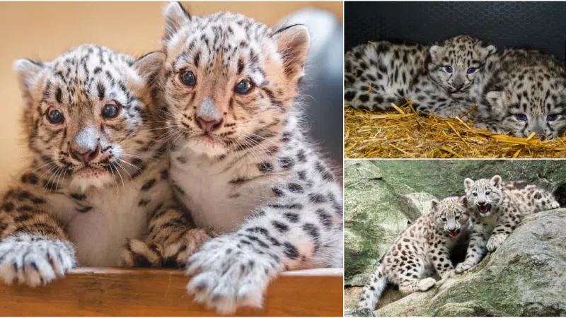 Welcoming the Newest Addition: Snow Leopard Cub Born at Zoo (Video)