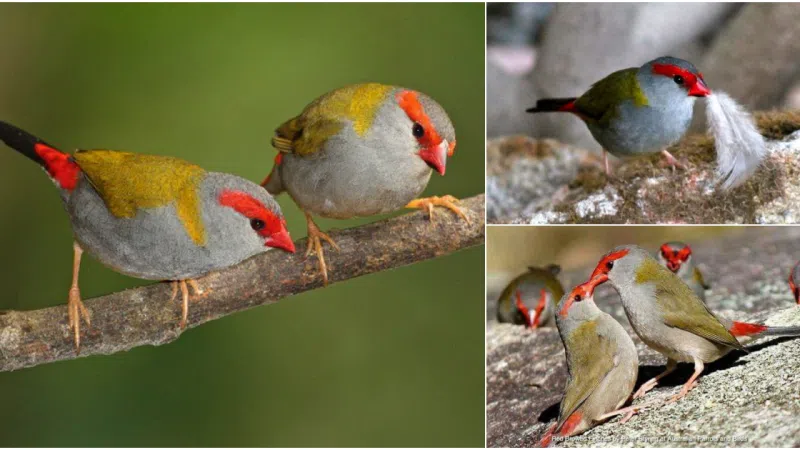 The Red-browed Finch: A Study in Subtle Beauty
